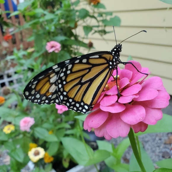 Meet your Posher, Teresa - Picture 6 of 16